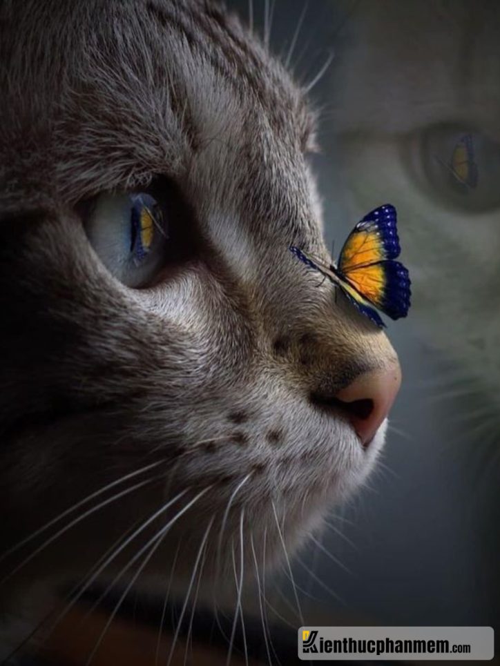 Mèo nhỏ xinh đẹp vui đùa cùng bướm. Hình nền iphone cho hội yêu mèo. 
