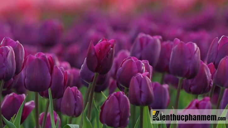 Màu tím mộng mơ, đằm thắm của hoa tulip đã làm rực rỡ cả một góc trời. Những ai yêu thích hoa thì không nên bỏ qua hình nền này. 