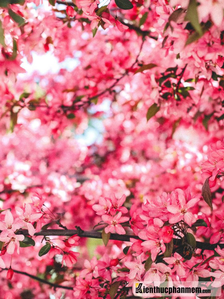 Hình nền điện thoại hoa đào cực đẹp, màu hồng mang lại cảm giác đáng yêu, nhẹ nhàng. Cảm nhận được mùa xuân luôn ở bên cạnh chúng ta. Ảnh Kienthucphanmem.com